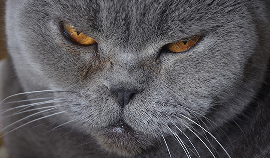 112 Vétérinaire - Mon chat a des boules sous la peau