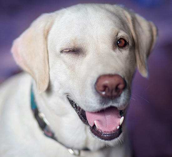 112 Vétérinaire - Traumatismes occulaires du chien