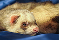 Furet