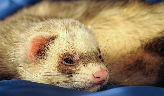 Furet